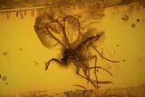 Fossil Caddisfly (Trichopterae) & Fly (Diptera) In Baltic Amber #81675-2